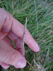 Cynosurus cristatus