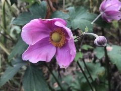 Eriocapitella × hybrida