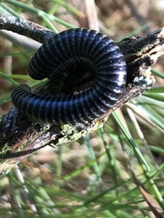 Ommatoiulus sabulosus aimatopodus