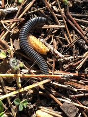 Ommatoiulus sabulosus aimatopodus