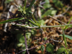 Lathyrus inconspicuus