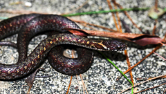 Hebius craspedogaster