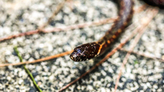 Hebius craspedogaster