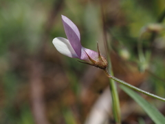 Lathyrus inconspicuus