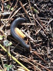 Ommatoiulus sabulosus aimatopodus