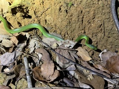 Ptyas major