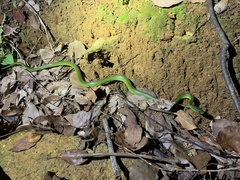 Ptyas major