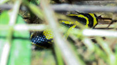 Euprepiophis mandarinus