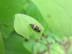 Olethreutes fasciatana