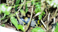 Euprepiophis mandarinus