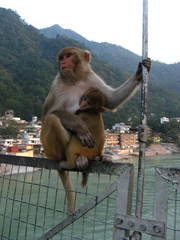 Macaca mulatta