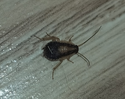 Photo of German Cockroach (Blattella germanica)