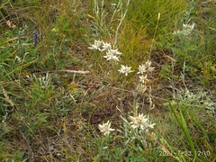 Leontopodium ochroleucum