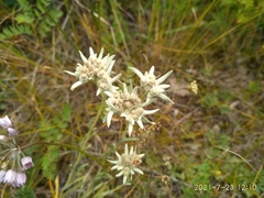 Leontopodium ochroleucum