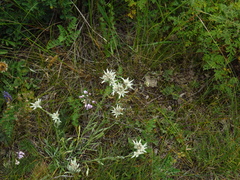 Leontopodium ochroleucum