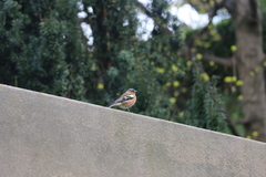 Fringilla coelebs