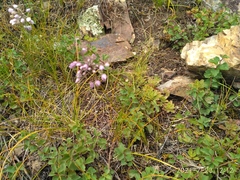 Allium rubens