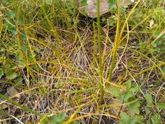 Allium rubens