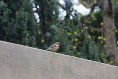 Fringilla coelebs