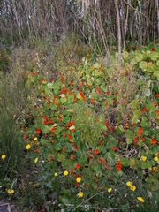 Tropaeolum majus