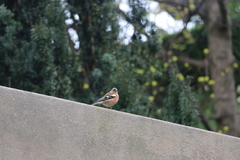 Fringilla coelebs
