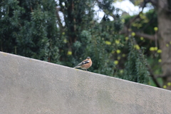 Fringilla coelebs