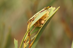 Neosparassus rutilus