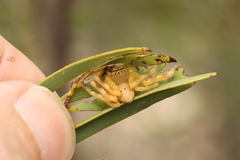 Neosparassus rutilus