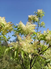 Fraxinus ornus