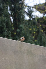 Fringilla coelebs