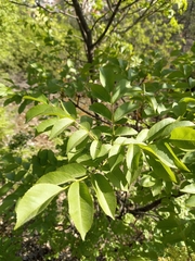Fraxinus ornus