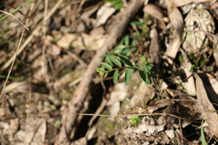 Phyllanthus virgatus