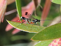 Leptobatopsis indica