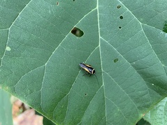Hemithyrsocera vittata