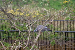 Columba palumbus