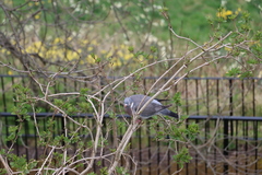 Columba palumbus