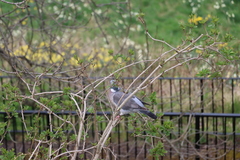 Columba palumbus