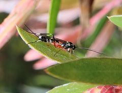 Leptobatopsis indica