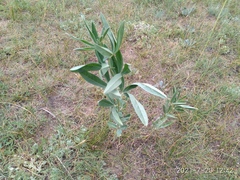 Thermopsis mongolica