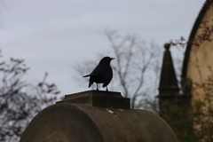Turdus merula