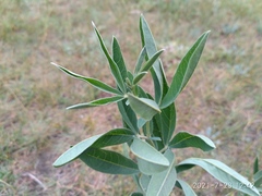 Thermopsis mongolica
