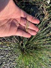 Fimbristylis sieboldii