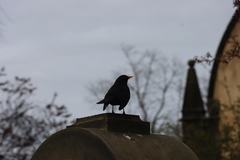 Turdus merula