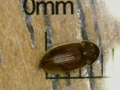 Stegobium