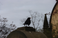 Turdus merula