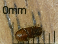 Stegobium