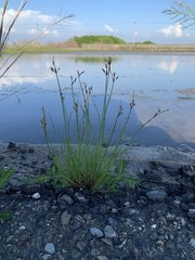 Fimbristylis sieboldii