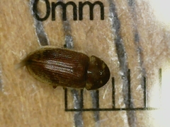 Stegobium