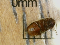 Stegobium