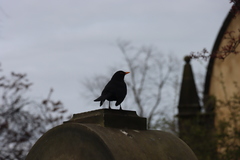 Turdus merula